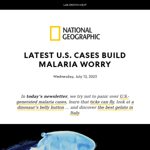 Malaria hits the U.S. Plus, ticks can fly, best gelato in Italy, lab-grown meat