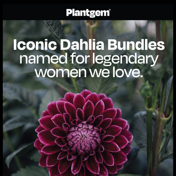 Legendary women inspired these Dahlia bundles 💫