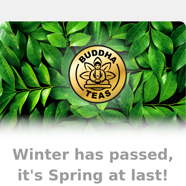 🌼 Hello Spring, Goodbye Winter ☃️ Celebrate with 20% OFF your favorite Buddha Teas!