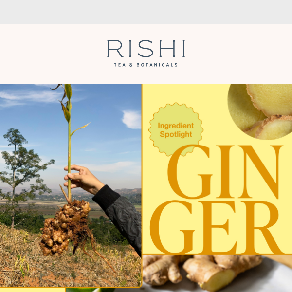 Experience the bold flavors of our Ginger