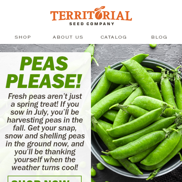 Plant peas for fall