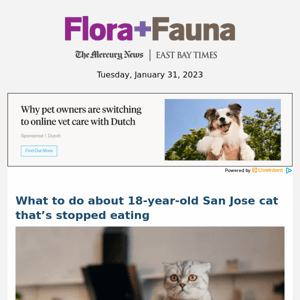 What to do about 18-year-old San Jose cat that’s stopped eating