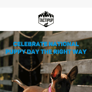 Celebrate National Puppy Day with 15% Off at Tactipup 🐶