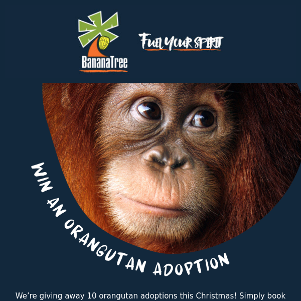 WIN an orangutan adoption 🐵