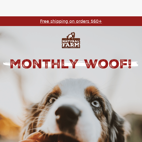 Monthly Woof! New Treats Alert!