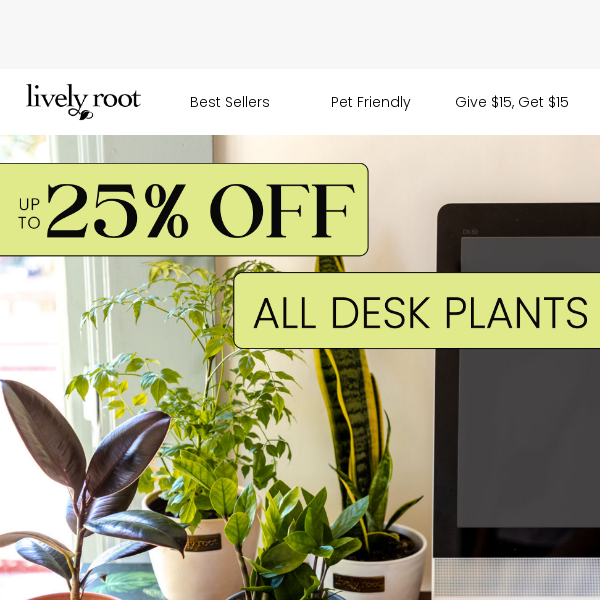 Up To 25% Off All Desk Plants 🪴🖥️