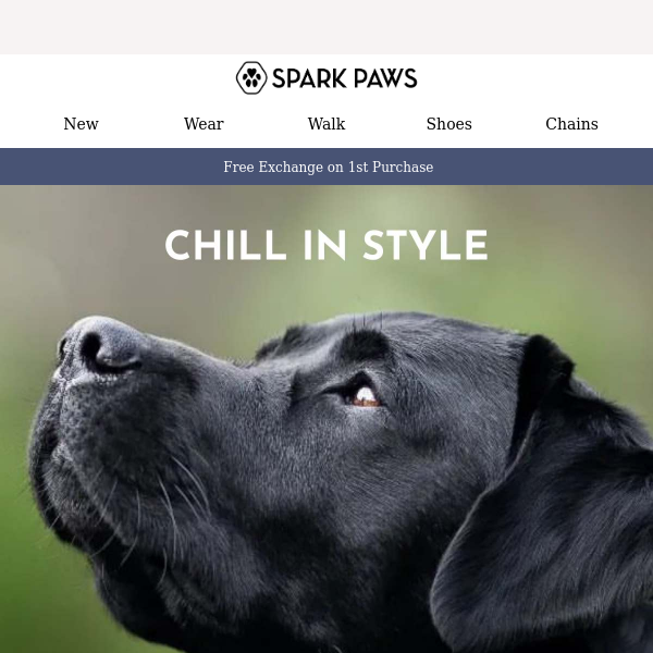 Quality Dog Gear to Chill In Style