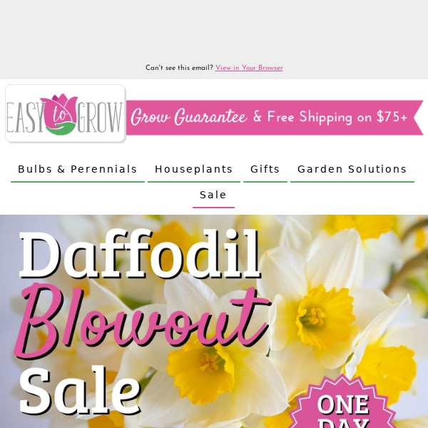 ☀️ Daffodil Blowout Sale ☀️ Up To 50% Off