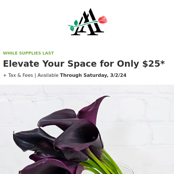 Limited Time Offer 💐 $25 to Elevate Your Space