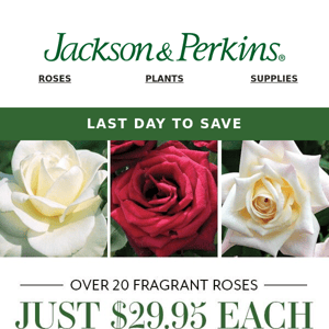 Last Day to Save – 20 Roses for Just $29.95 each