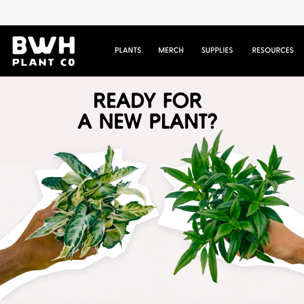 Discover our latest plant arrivals 🌿