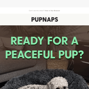 How to have a peaceful pup