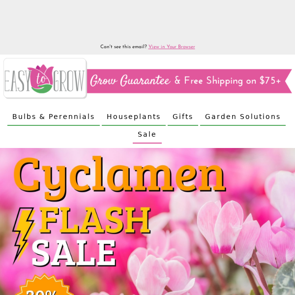 Cyclamen Flash Sale | 30% Off Florist Favorites!