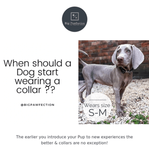 Product Advice | When should a Dog start wearing a collar ??