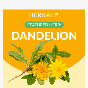 What's the deal with dandelions?