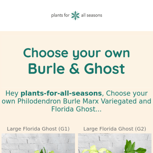 🌿 Florida Ghost & Burle Marx Var - Choose Your Own!