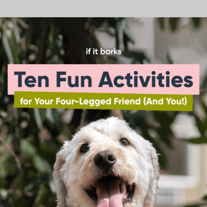 Ten Fun Activities for Your Dog (And You!) 🐾