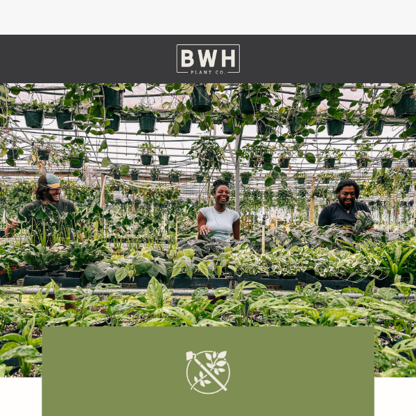 Ready, Set, Plant! New Stock at BWH Co 🌱