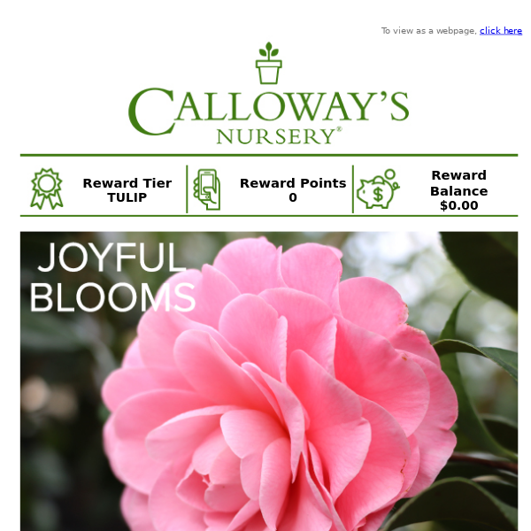 Enjoy early spring blooms with Camellias