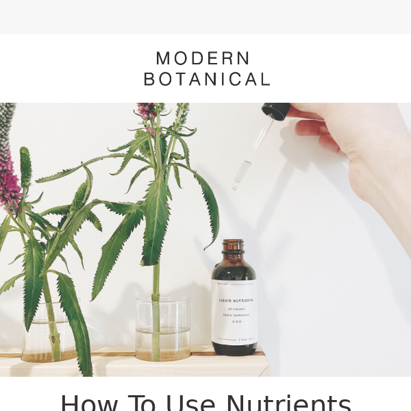 How to use nutrients for houseplants in water