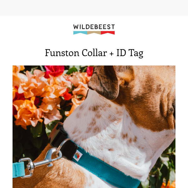 🐶 Beest Academy: Funston Collar + ID Tag