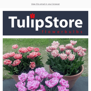 Now 25 % discount on all tulip bulbs suitable for pots