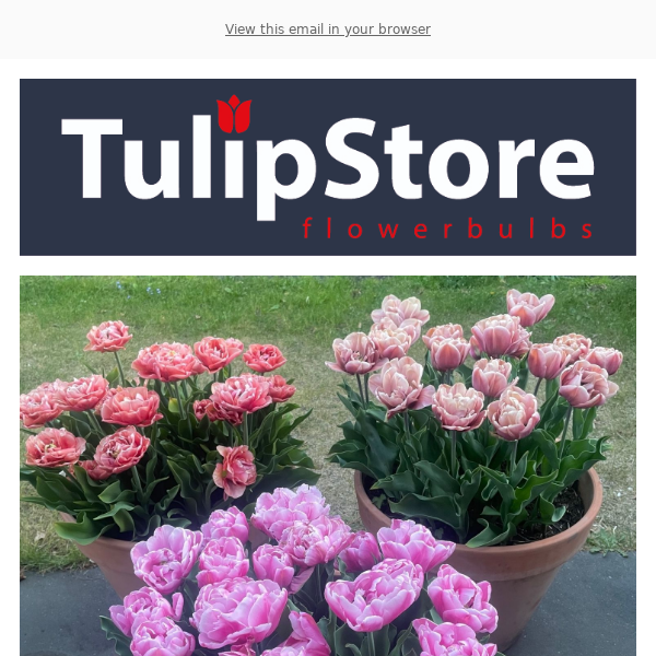 $15/mo. Sustainer Gift - WFPL Tulip Poplar Socks – LPM Store