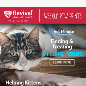 Feline Dental Problems-Signs and Treatment