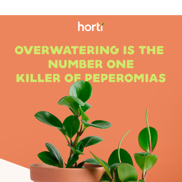 How to kill your peperomia? 💥