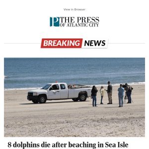 8 dolphins die after beaching in Sea Isle City