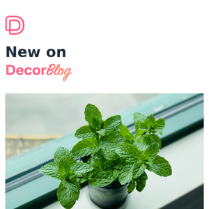 Do's and Don'ts for Growing Mint at Home 💚