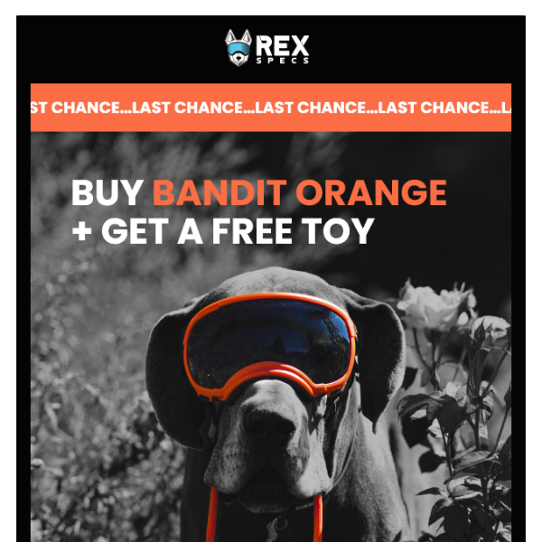 Don't Miss This: Free Toy for Your Dog