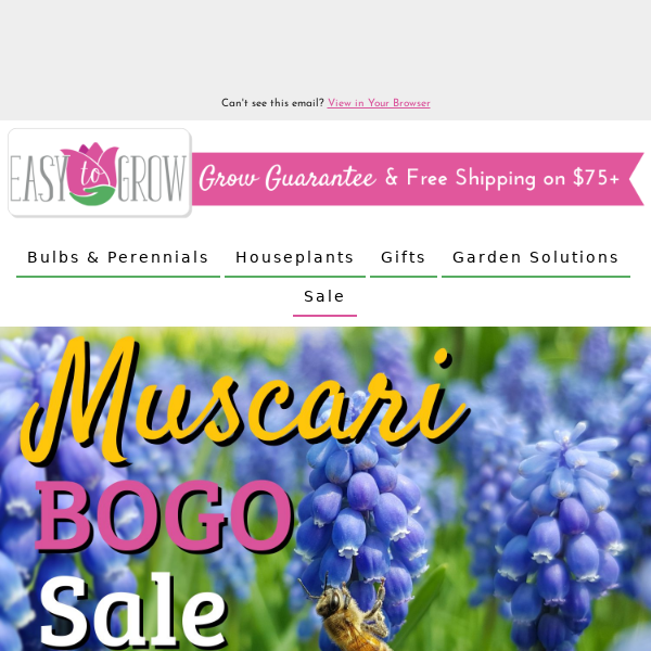 🍇 Grape Hyacinths | BOGO FREE!
