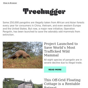 Save the Pangolins!