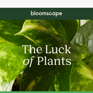 🍀 Bring luck into your life with these plants
