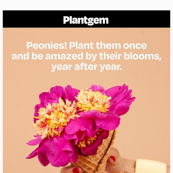 It's Almost Time to Plant Peonies!