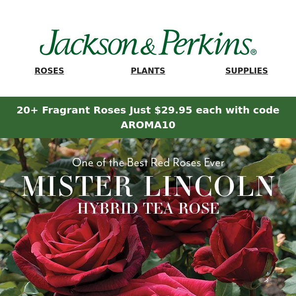 Celebrate Mister Lincoln – Now Only $29.95