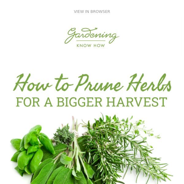 Just A Pinch: How To Prune Herbs 🌿