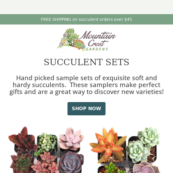 🌵 Spice Up Your Space with Themed Succulent Sets!