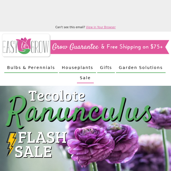Petals on Petals! Ranunculus Sale 25% Off 🎊