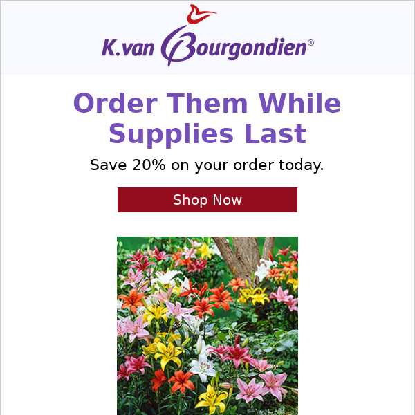 For Dutch Bulbs, the best deals on lilies.