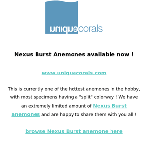 Nexus Burst Anemones available now ! One of the hottest anemones in the hobby - now on www.uniquecorals.com  ﻿ ﻿ 　　