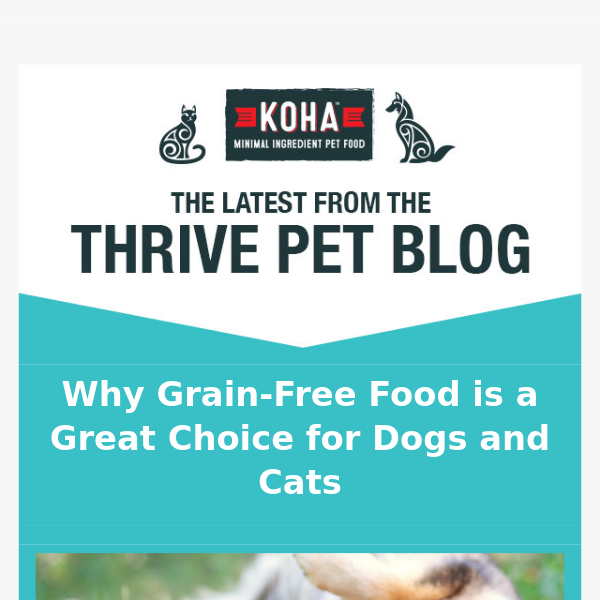 Why Grain-Free is a Great Choice for Your Pet!