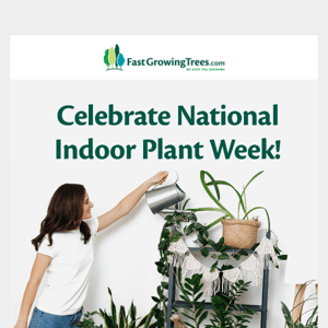 🪴 Professionally Curated Indoor Plant Packs