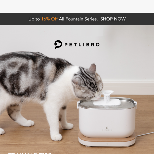 Mastering Pet Water Fountain Training with PETLIBRO