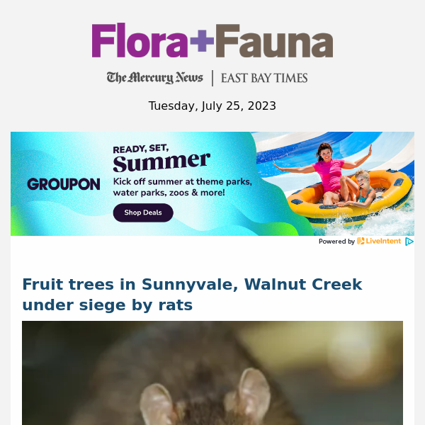 Fruit trees in Sunnyvale, Walnut Creek are under siege by rats