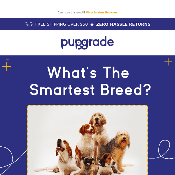 Dog trivia! What’s the smartest breed?