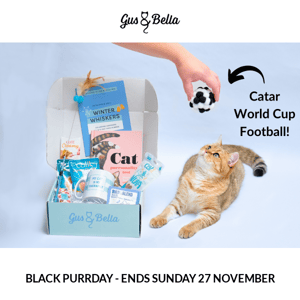 ⚽ CATAR Catnip Football for Kitty?