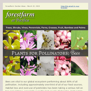 Plants for Pollinators! Bees