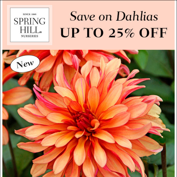 Deals on dazzling Dahlias - up to 25% off